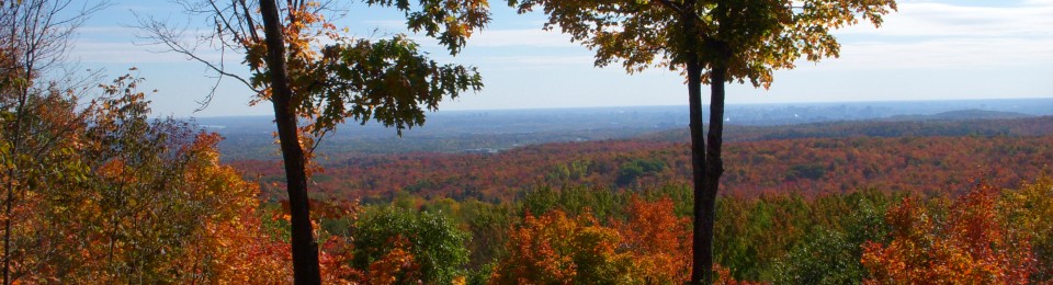 Forest with fall colours