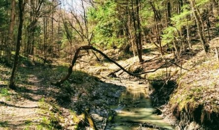 Creekside photo by David Kitz