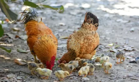 Photo by Quang Nguyen Vinh on Pexels.com