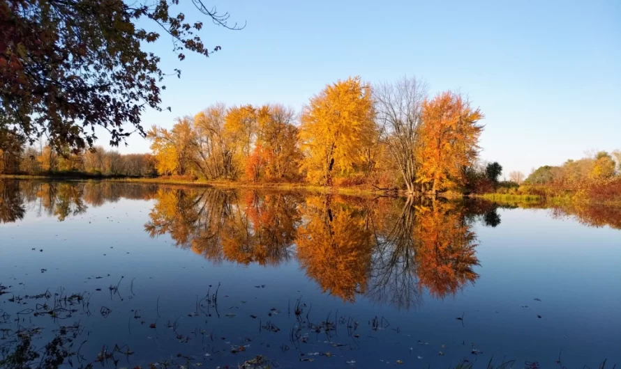 Võidu tõttu