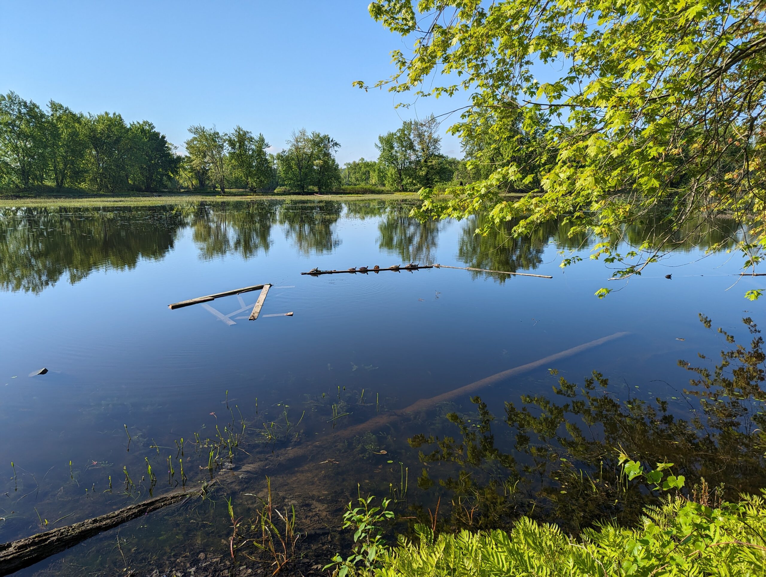 Turtle perch — Petrie Island — photo by David Kitz